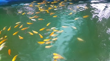 Cá bình tích giá rẻ