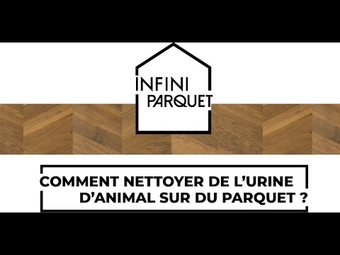 Vidéo: Comment couper votre Shih Tzu