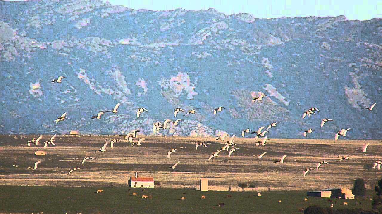 Little Bustards (Belen Plains - Extremadura).