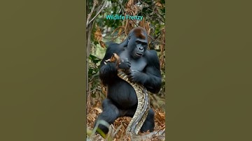 Gorilla Vs Python deadly fight under dense jungle #fight #gorilla #snake #forest #viralvideo
