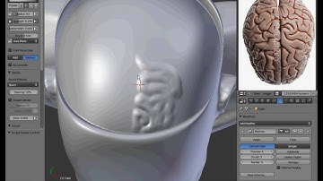 Brain Detail - Sculpting a Zombie Head in Blender 2.54 - Part 5