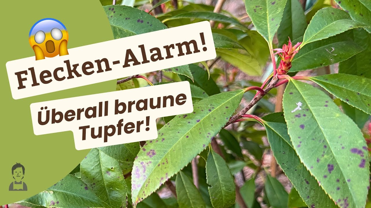 Glanzmispel: Was tun bei gesprenkelten Blttern?!