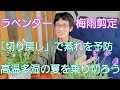 【ラベンダーの剪定】高温多湿の夏を乗り切るためには、梅雨に「切り戻し」が大切☔☀️