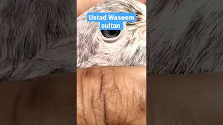 ustad Waseem Sultan.#kabutar