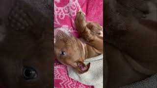 Tiny Pup Suffers Harrowing Seizures After Devastating Head Trauma, Bitten In The Face [Story Below] by CUDDLY 57 views 4 days ago 1 minute, 6 seconds