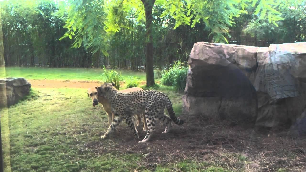 Cheetah vs dog - YouTube