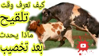 علامات الشبق لدى الابقار و الوقت المناسب للتلقيح و ماهي انواع الشبق او الشياع# Bovine estrous cycle