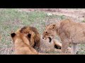 Lioness Charges Injured Pride Male