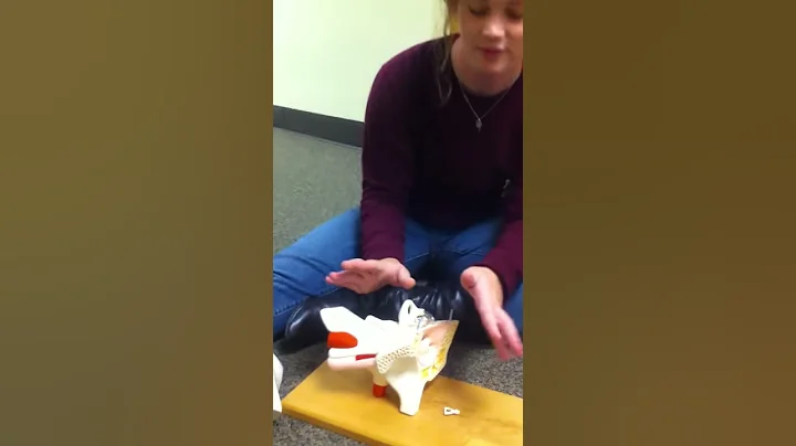 Exercise 17: The Ear, Part 1