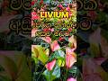 හැමෝම හොයන Livium අඩුම මිලට ✨ 🔥 #plants #garden #anthurium #shorts