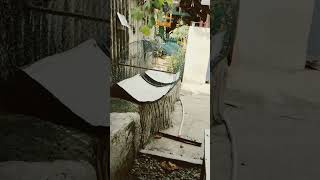 burung cucak ijo lepas #shorts #burung #cucakijo #viral