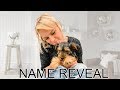 New Puppy NAME REVEAL!