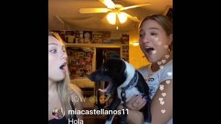 Maddie Ziegler's dog bites her face on Instagram Live July 2 2020
