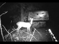Big Buck Double "D" Gravity Deer Feeder