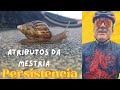 Atributos de mestria  persistncia