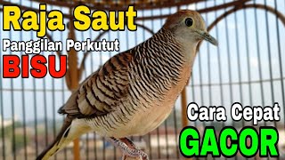 PERKUTUT LOKAL GACOR SUARA PANGGILAN CEPAT SAUTAN GACOR
