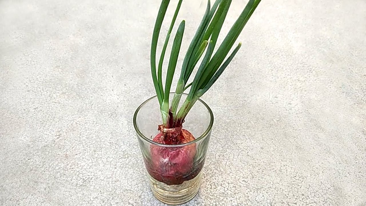 How to Grow Onion in Water  