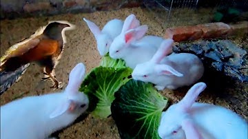 Buổi Chiều Bên 2 Chú Bìm Bịp Và Đàn Thỏ Trắng Mắt Đỏ / Quế Nghịch