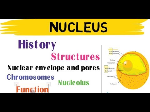 nucleus