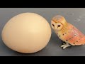 RAW EGG PEELING - Moha melo