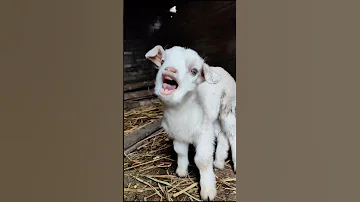 يا غنماتي انتو حياتي خروف العيد Oh My Sheep 