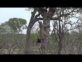 Leopard Karula Hoists her kill [Sunset Drive  Oct 13, 2016]