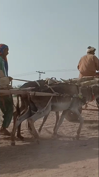 These workers have put such heavy weight on the donkey carts that the donkeys cannot move#shortsvirl
