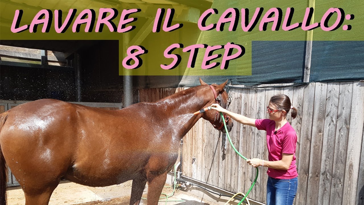 Lavare il cavallo in 8 step (Tutorial)