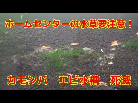 水草カモンバとエビ ホームセンター注意してください死滅しますカボンバ農薬科学肥料シュリンプ水槽 Youtube