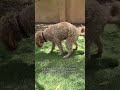 Education time for you and your Canine Companion Geo Animals