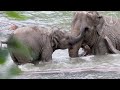 Elefantungen Mun holder spa-dag