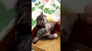 Cute Kitten Meowing #Kitten #Viral