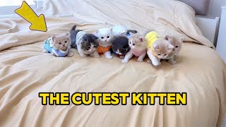 The cutest kitten in the world