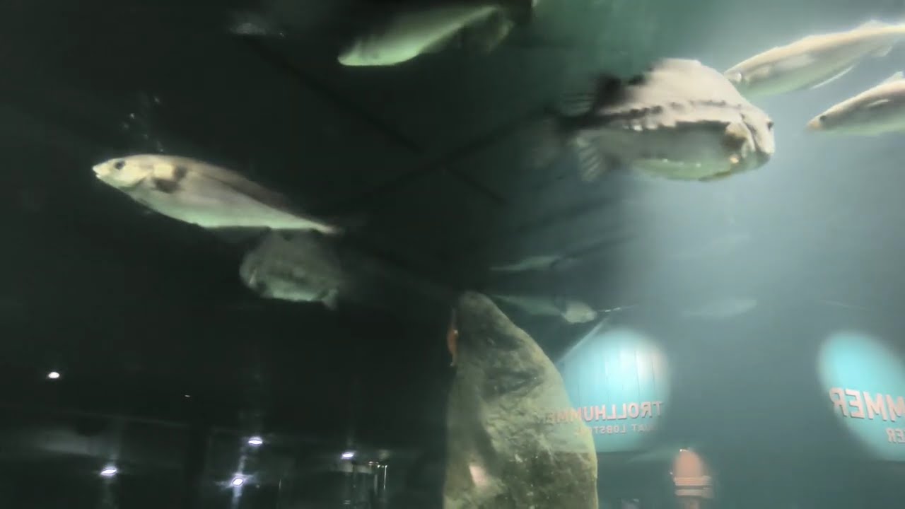 Giant fishes Spotting/ Animals love/ Aquarium/Aquatic animals 