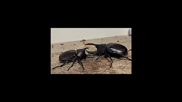 カブトムシ対ヘラクレスオキシデンタリス ムシキング カブトムシ 
