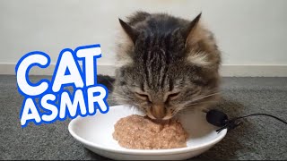 cat eating asmr #104
