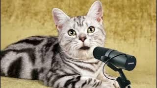 KUCING SHOLAWATAN || NAMDAHUL HADI COVER AISHWA NAHLA VERSI KUCING LUCU