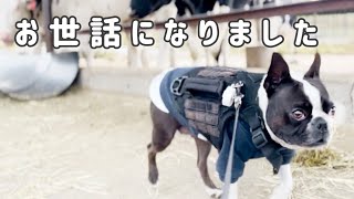 また来年！牧場のお友達にご挨拶に行きました【ボストンテリア】 by ボストンテリアきいろ 495 views 5 months ago 8 minutes, 48 seconds