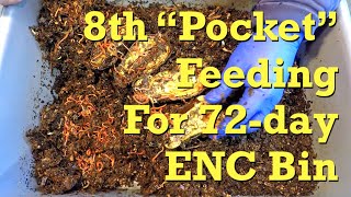 72-day ENC worm bin's 8th "pocket" feeding - vermicompost screenshot 4