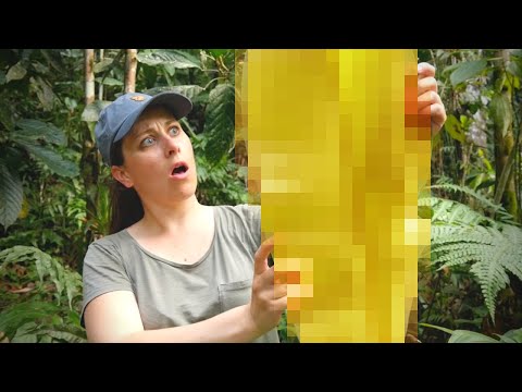 Vidéo: Combien y a-t-il de couches dans une forêt tropicale humide ?