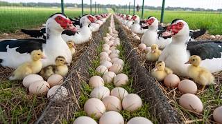 How to Raise Muscovy Ducks for Eggs & Meat | Profitable Muscovy Duck Farming