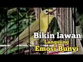 KECIAL KUNING GACOR JOSS SUARA BESAR GESIT | BIKIN LAWAN LANGSUNG EMOSI IKUT BUNYI GACOR NGEJOS