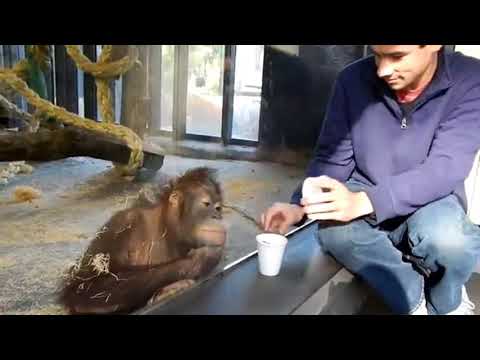 monkey sees a magic trick and react