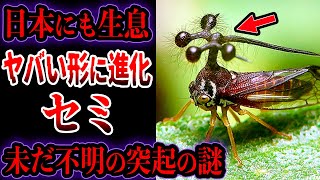 【ゆっくり解説】日本にもいる…ヤバい形に進化したセミ…ツノゼミの生態とは？未だ不明の突起の謎について