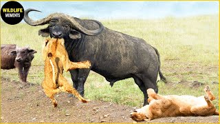 Epic Battle Of Lion Vs Buffalo - The God Can't Help Stupid Lion Escape The Power Of Buffalo