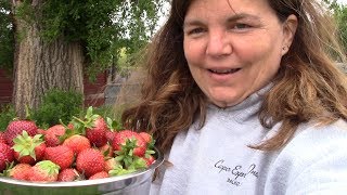 Our First Big Strawberry Harvest