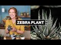 Zebra Plant Succulent - What You Need to Know