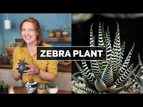 Zebra Plant Succulent - What You Need to Know