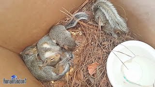 Abandoned Baby Squirrels...