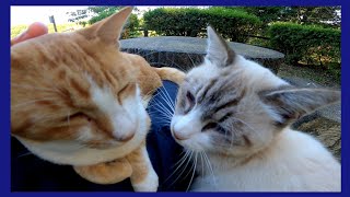 遊歩道で人懐っこい野良猫と会ったのでテーブルまで歩いて行って一緒に休憩した